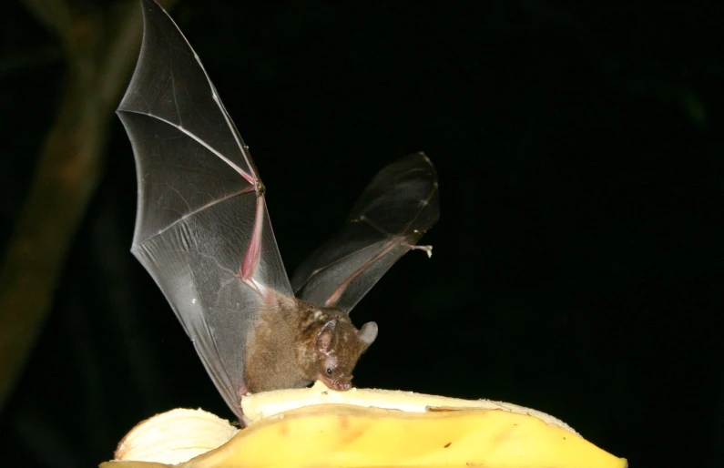 a bat is shown flying over a banana peel