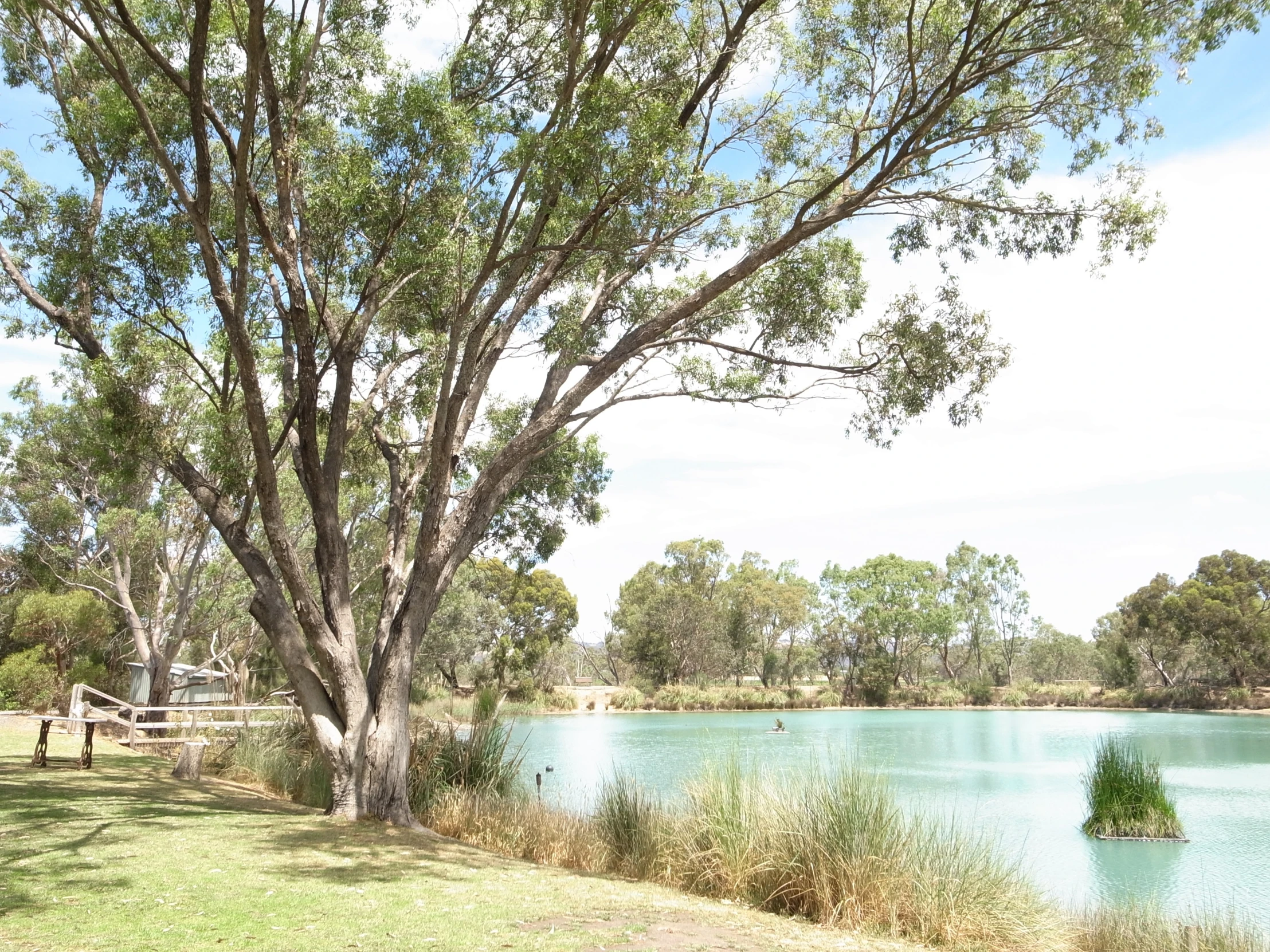 a tree by the river shore and with some benches