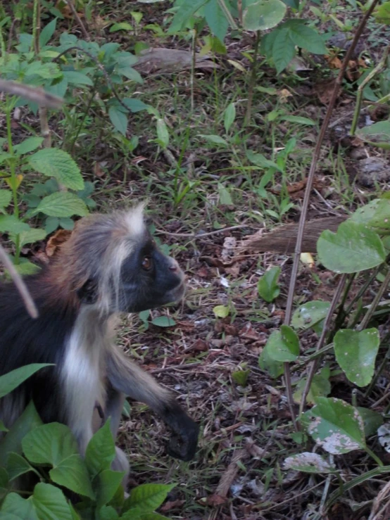 an animal with a long mane and a long tail is walking through green leaves