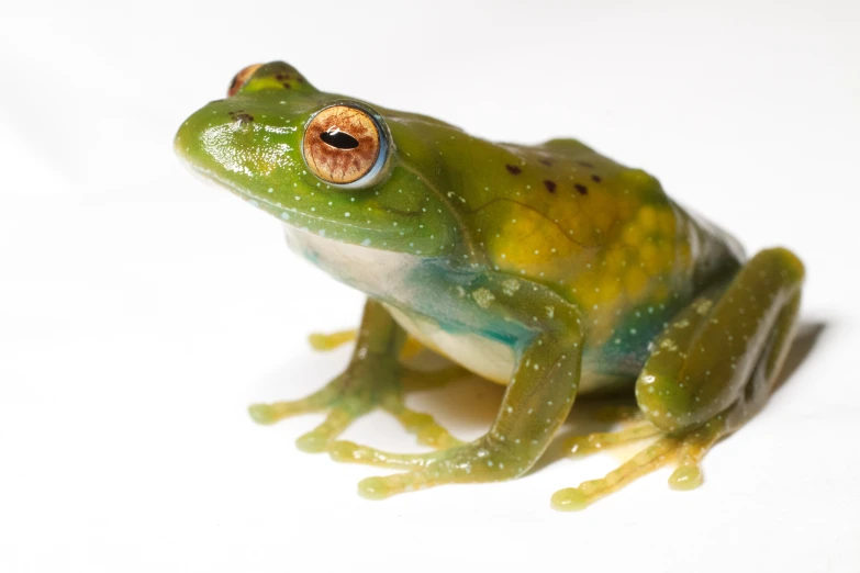 a frog that is sitting on a white surface