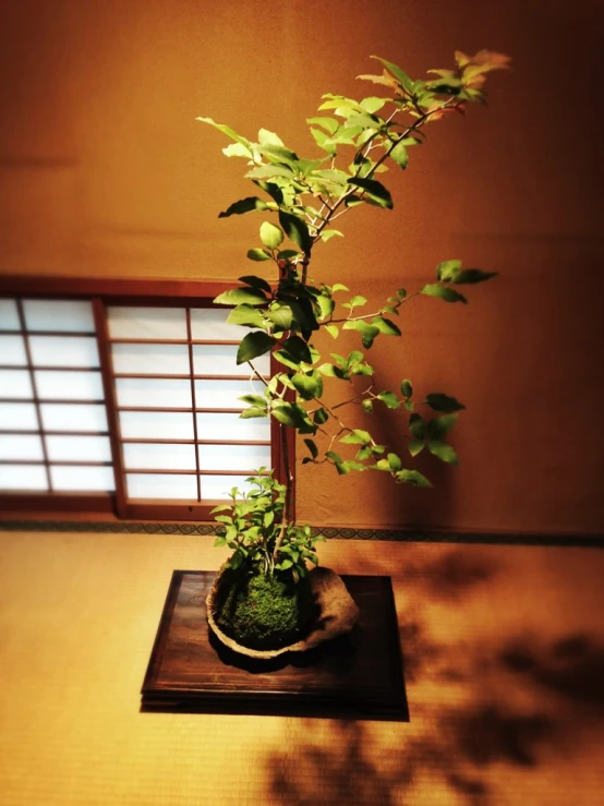 this is a close up image of the foliage in a japanese tea house