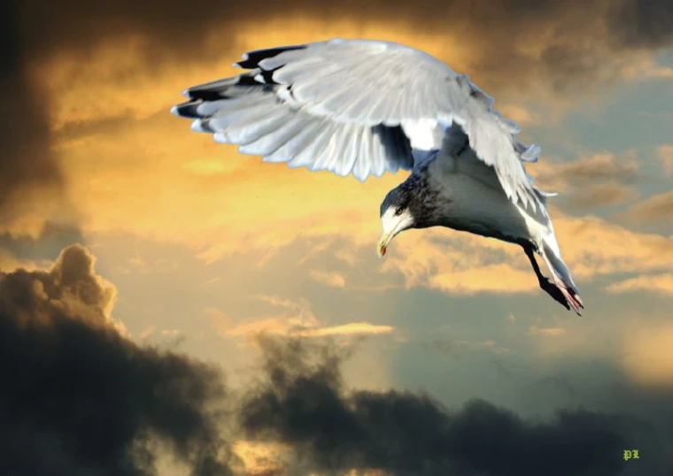 a bird with a fish in its beak is flying high into the sky