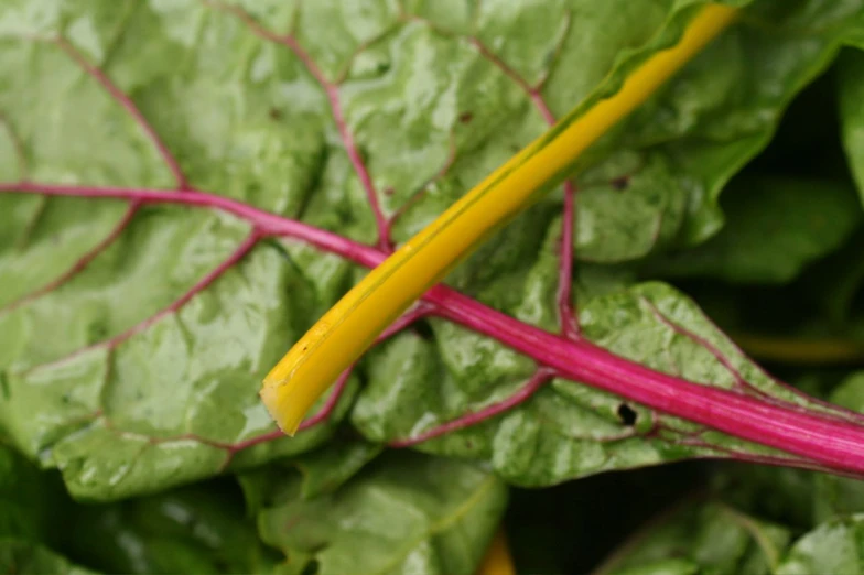 the yellow stick is sticking out of a pile of green leafy leaves