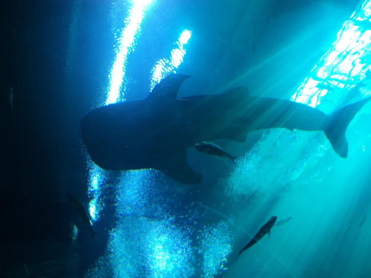 a shark swimming inside an aquarium with rays shining through it