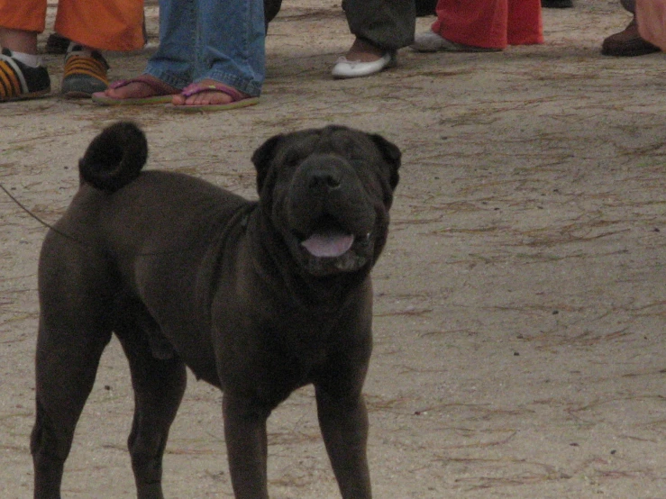 a black dog that is standing on some sand