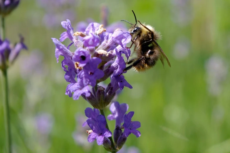 a bee resting on lavender blossoms during the day