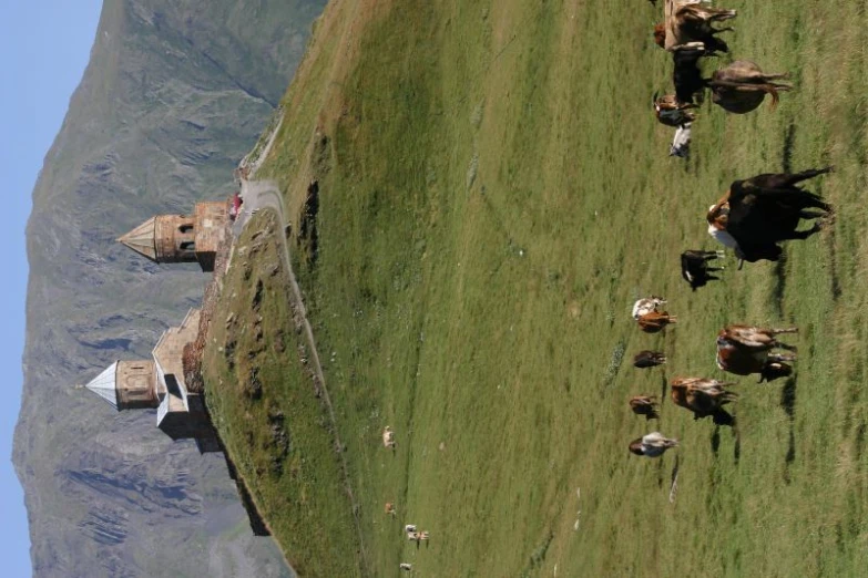 cattle graze in an open field near old buildings