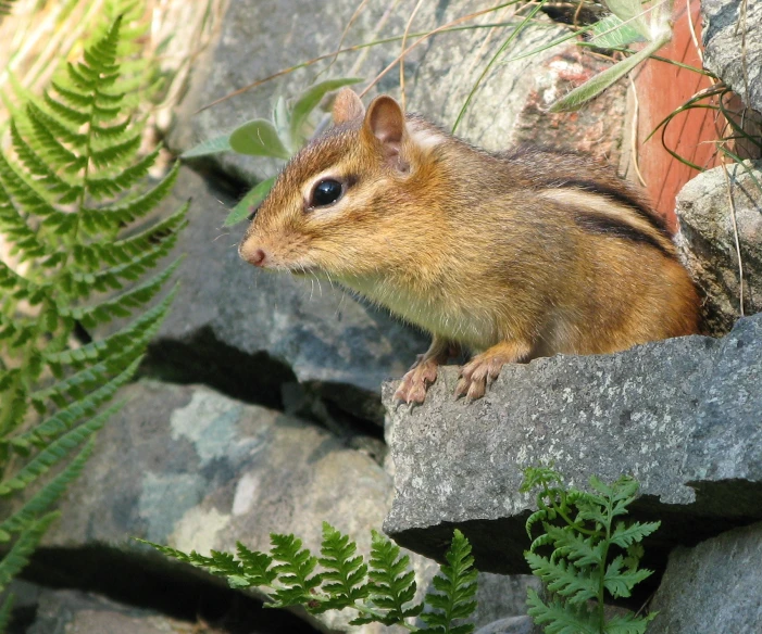 a small brown animal is on a rock