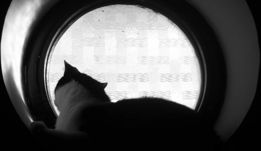 a cat looking out from a round window