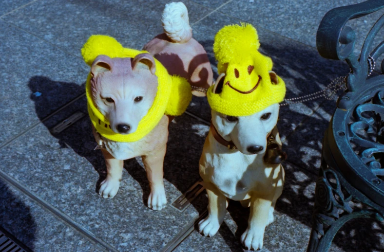 two dogs wearing hats are sitting down on the ground