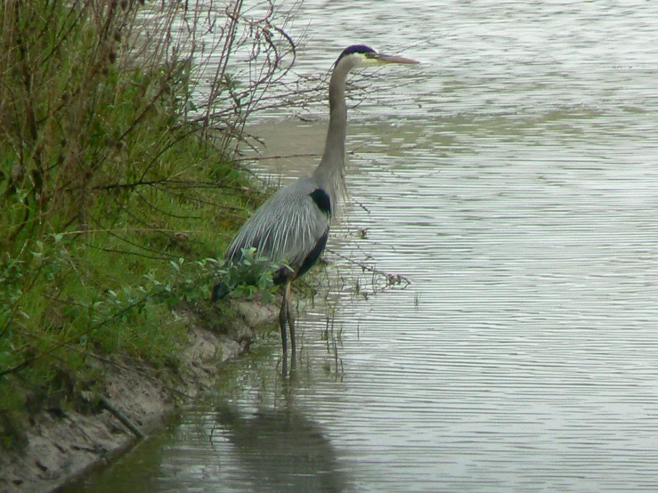 a bird standing in the water with its legs crossed