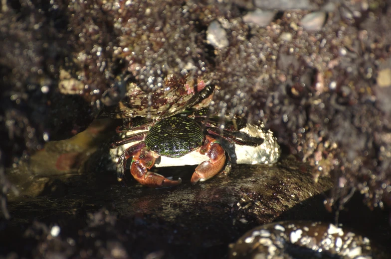 a crab sitting in the water and looking