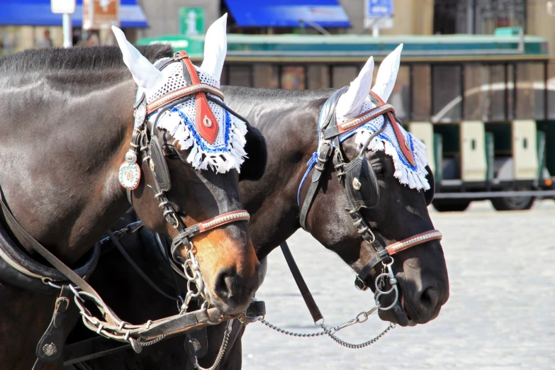 two horses wearing very fancy saddles stand in front of a bus