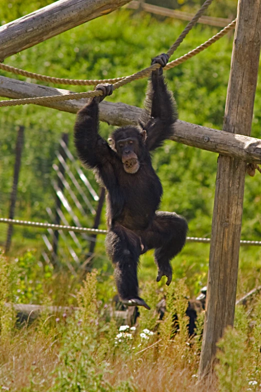 a young ape hanging on a wooden structure