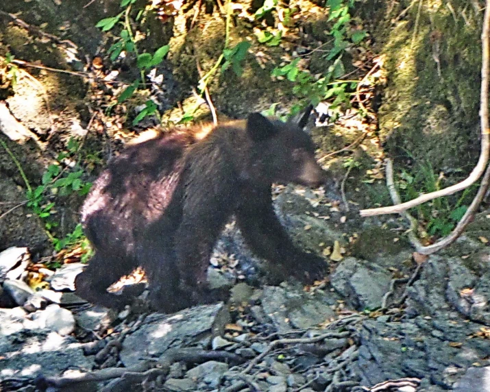 a bear is walking along the water by the rocks