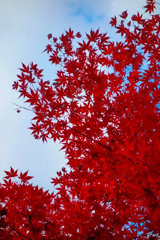 red leaves on the top of a tree against a blue sky