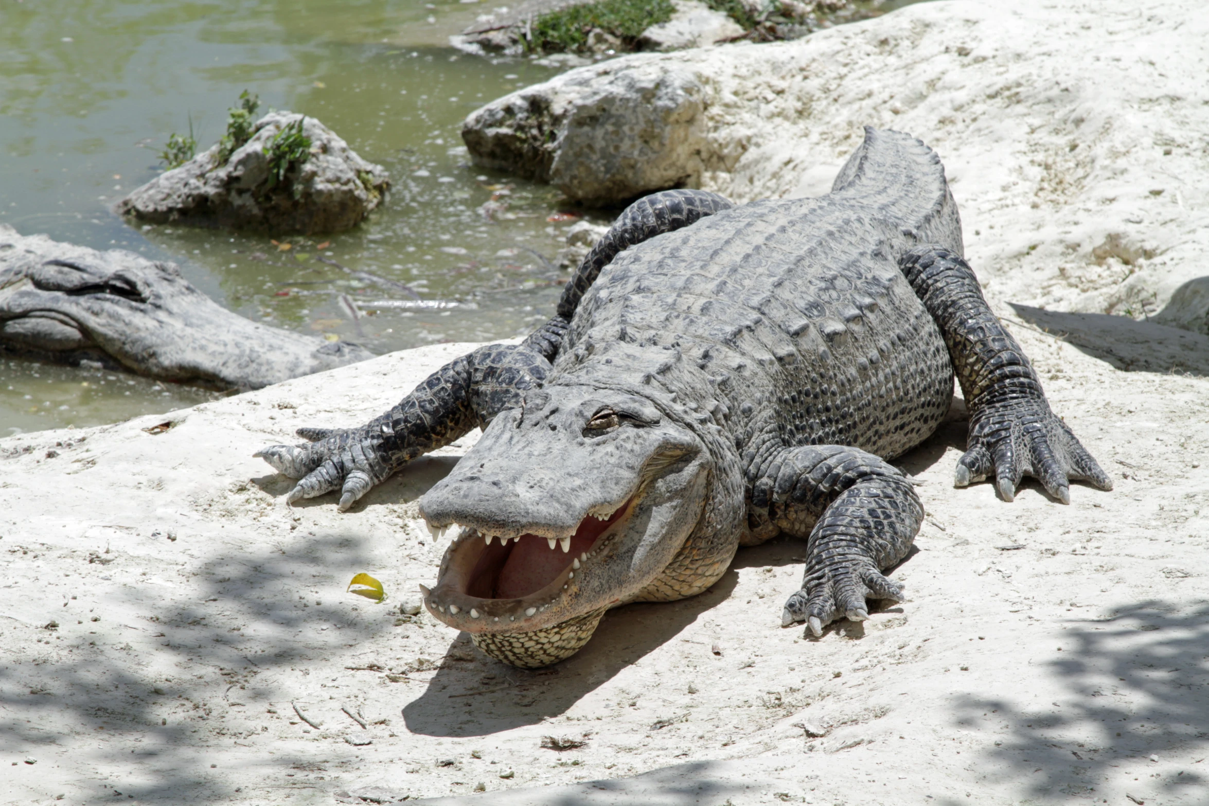 an alligator basks on the sand near the water