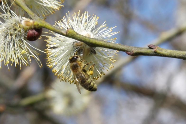 a bee is sitting on a nch in a tree