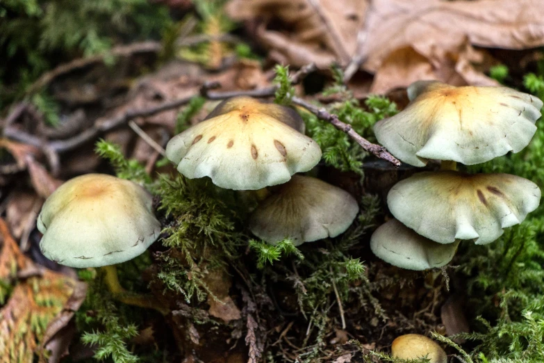 a group of mushrooms growing on the floor of some mossy land