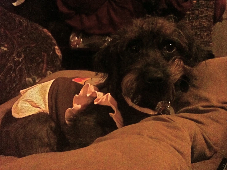 a dog wearing a red bow tie while laying on top of a person's leg