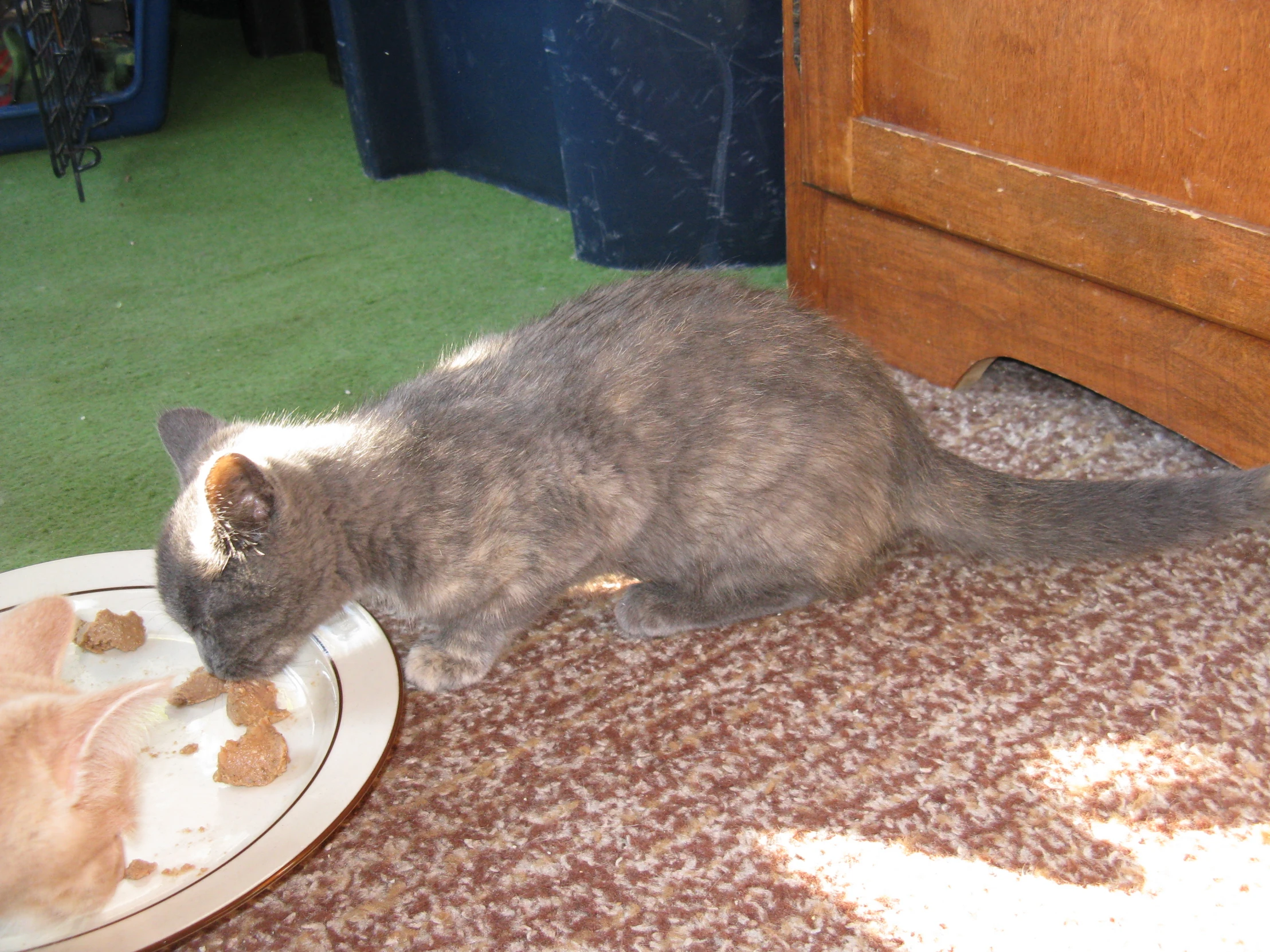 a grey cat eating food out of a plate