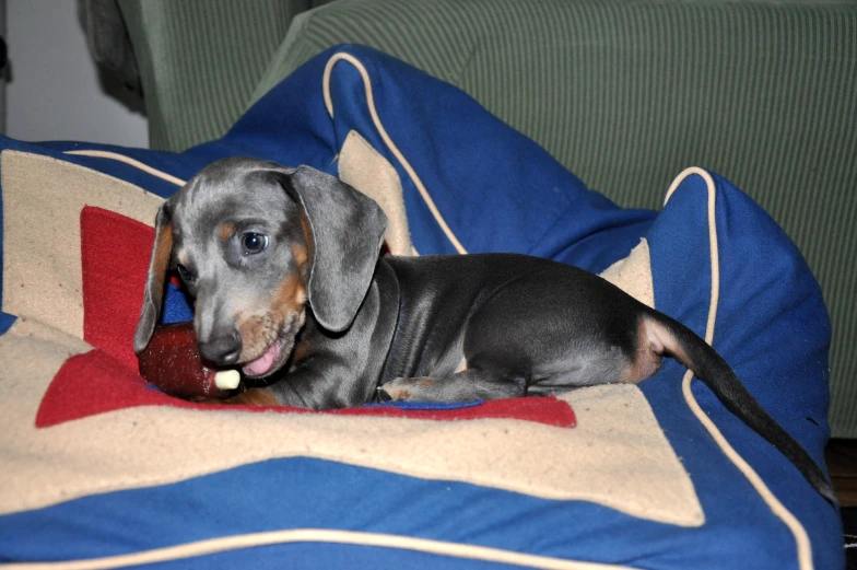 an adorable dachshund puppy with a ball in its mouth