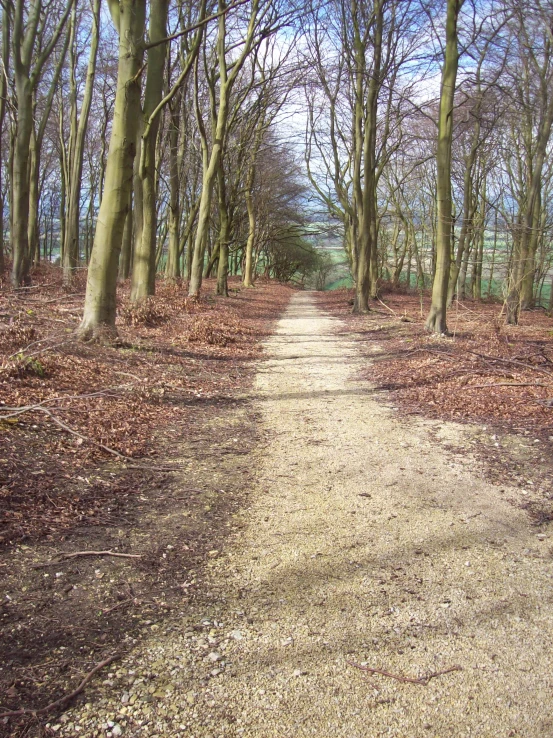 a dirt road surrounded by lots of trees