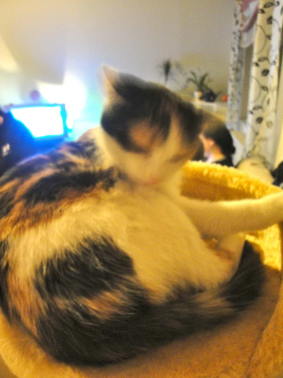 a cat is sitting on the counter with a banana