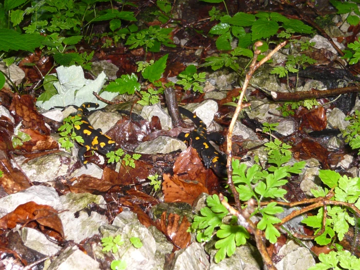 a colorful cater crawling on top of rocks next to some plants