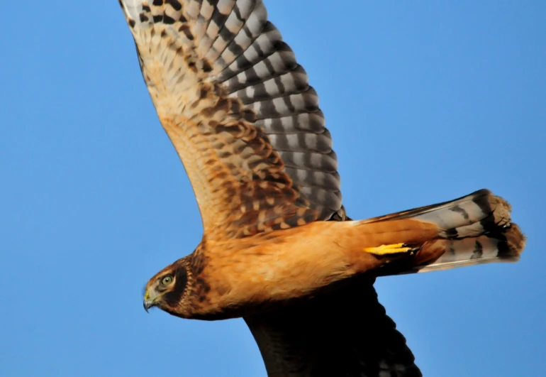 a red kite flies high in the sky