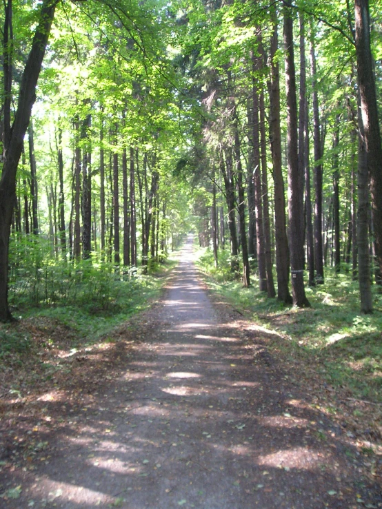 an empty path surrounded by green trees