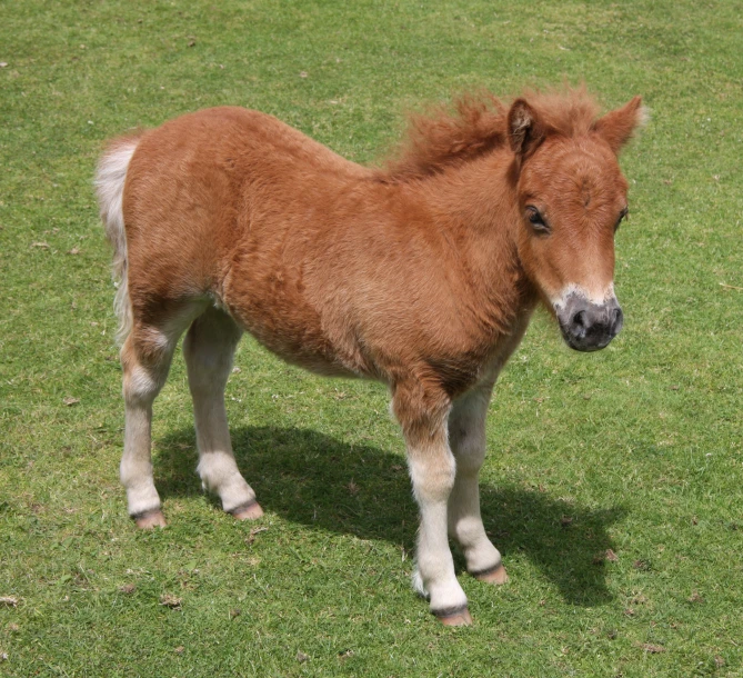 an image of a horse that is standing in the grass