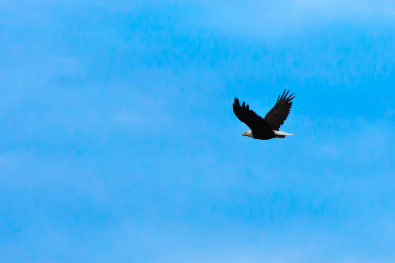 a big bird flying in the air with its wings spread