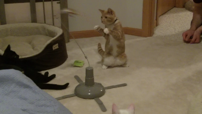 a cat standing on the floor near a string