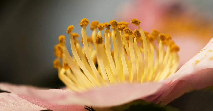 a yellow and pink flower has a bee inside it