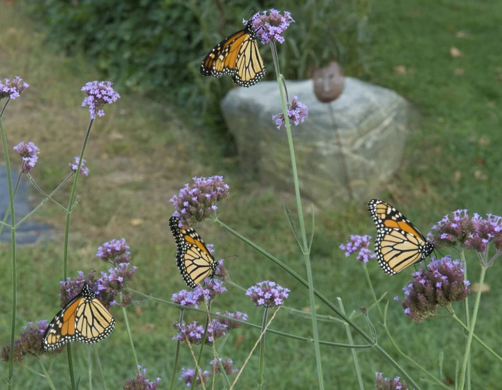 three monarch erflies resting on the top of some flowers