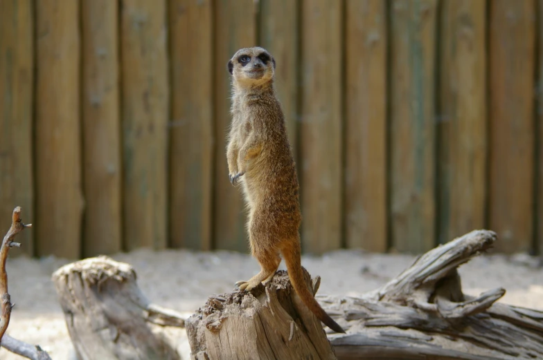 a little meerkat standing on top of a tree stump
