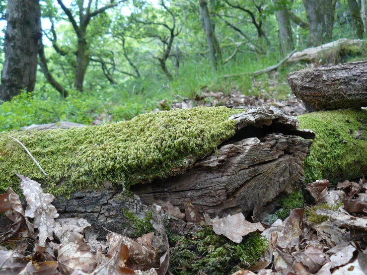 a mossy tree trunk in the forest