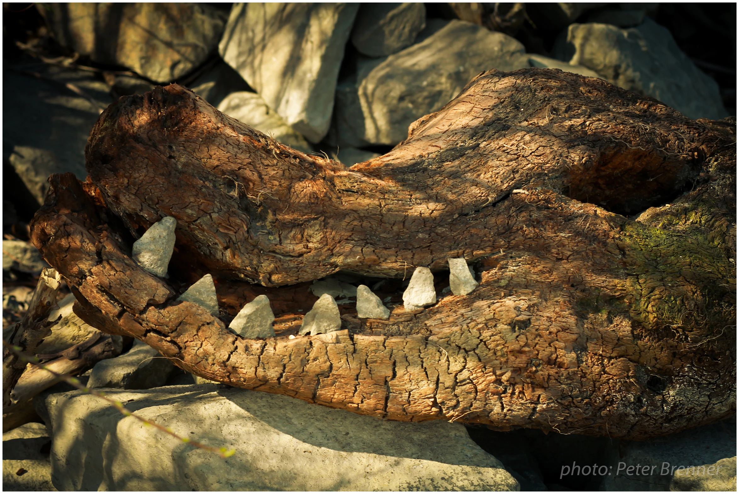 a stuffed alligator's teeth are exposed for display