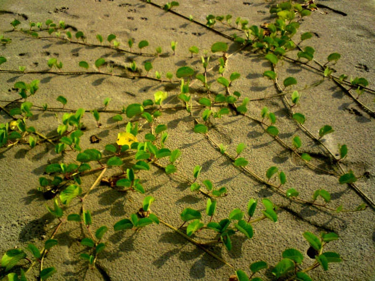 small plant growing out of the sand near some leaves