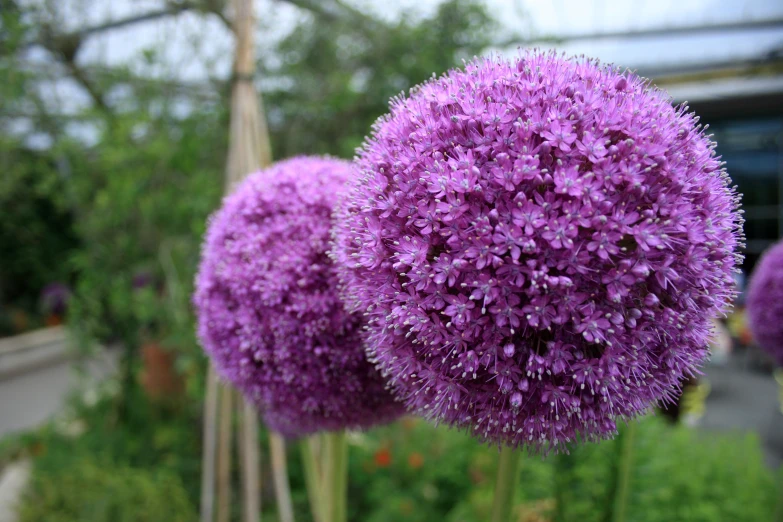 three purple flowers sitting next to each other