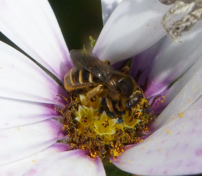 a bee is sitting on top of a white flower