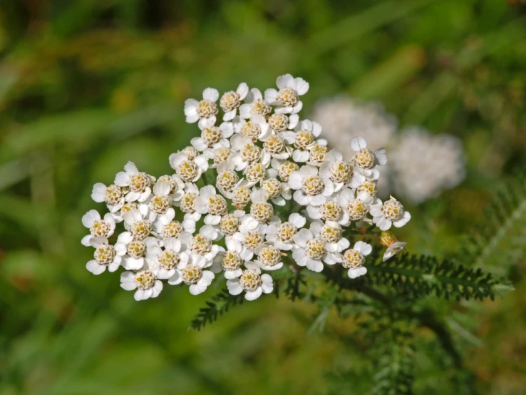 some white and yellow flowers growing out of the ground