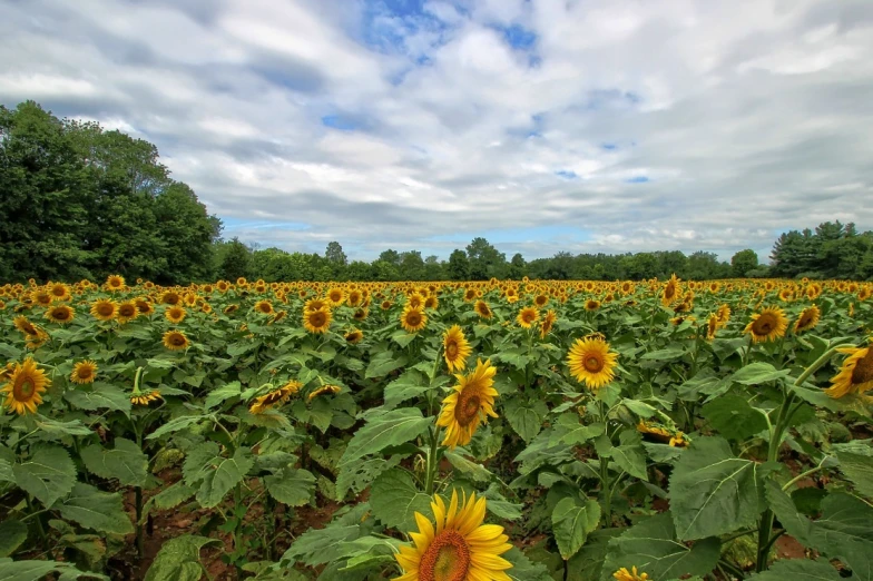 a sunflower field with many leaves and a blue sky in the background