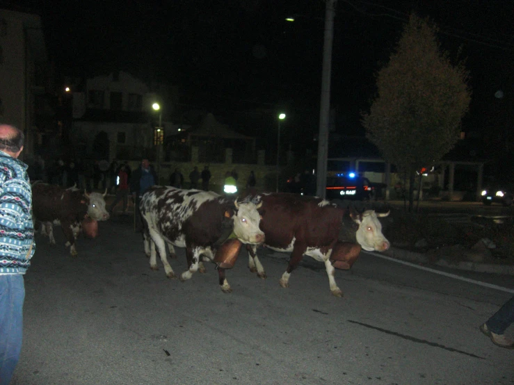 some cows in the street on a dark night