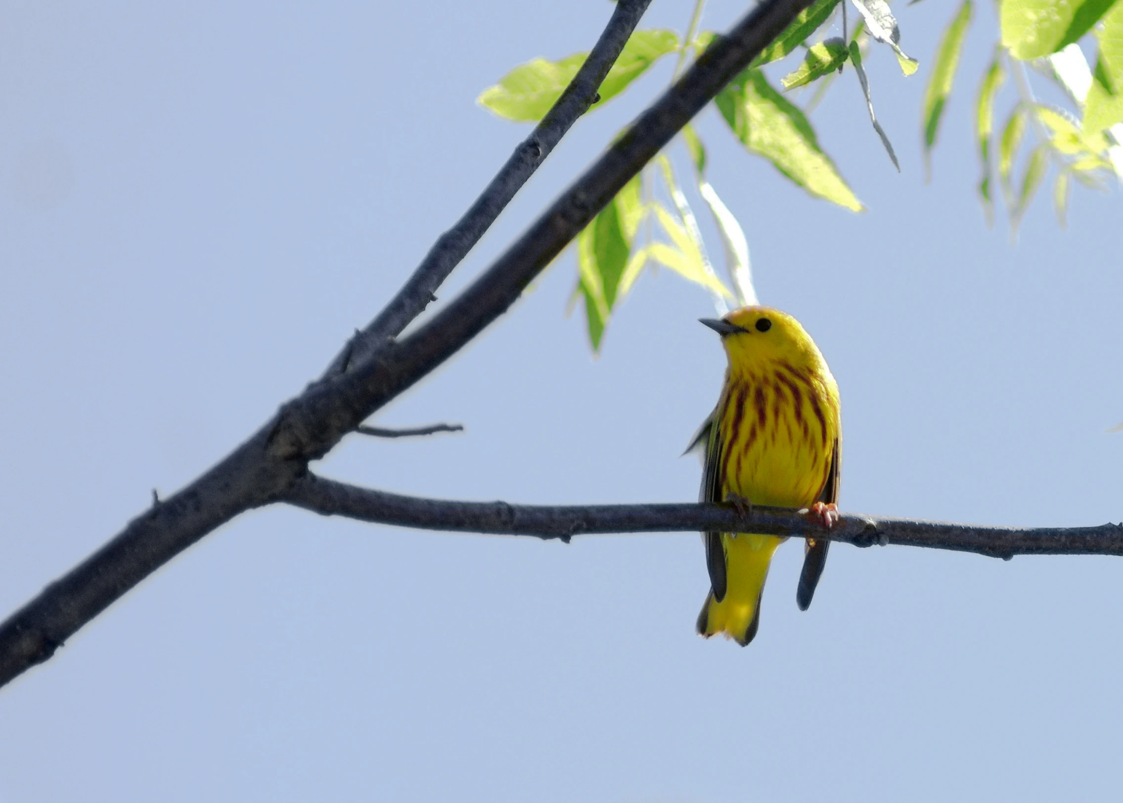 a bird perched on the limb of a tree