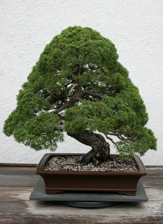 a bonsai tree with white and brown stripes