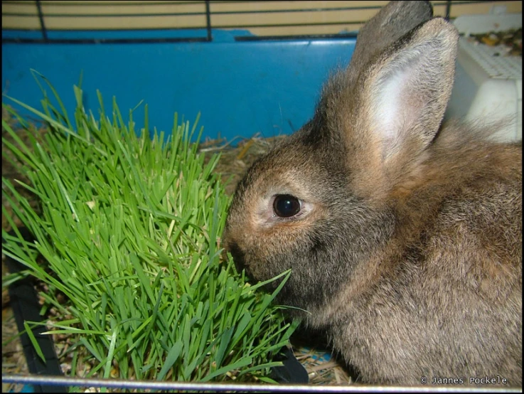 a rabbit sitting down eating some grass with his eyes wide open