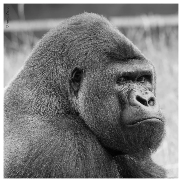 a gorilla that is looking into the distance