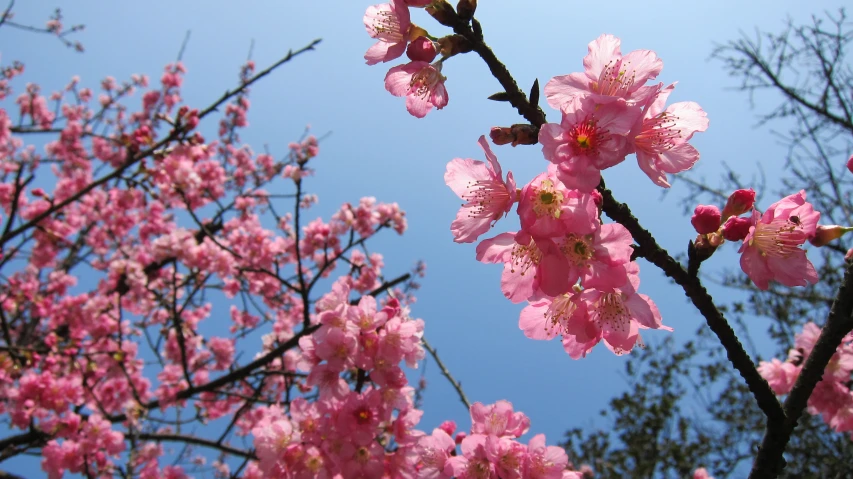 pink flowers growing on a tree nch with leaves